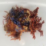 《近海産海洋生物》LWL（海藻類、ヘンゲボヤの仲間活着）…ハンドコート採取