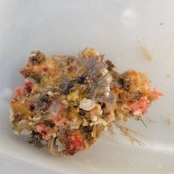画像3: 《近海産海洋生物》LWL（サンゴモドキ、ホヤ、海藻、その他活着）…ハンドコート採取