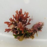 《近海産海洋生物》LWL（海藻類、活着）…ハンドコート採取