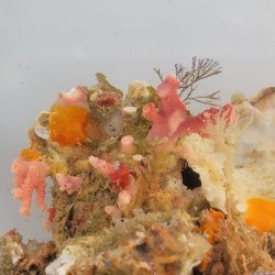 画像2: 《近海産海洋生物》LWL（サンゴモドキ、ホヤ、海藻、その他活着）…ハンドコート採取