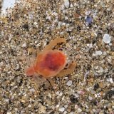 《近海産甲殻類》カイカムリの幼体（画像の個体です）…ハンドコート採取