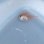 画像2: 《近海産海水魚》【ウルトラレア個体】キンメダマシの幼魚(1匹)…深海ハンドコート採取 (2)