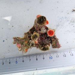 画像1: 《近海産海洋生物》オオエダキサンゴ