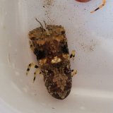 《近海産甲殻類》キタンヒメセミエビ(画像の個体です)ハンドコート採取
