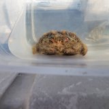 《近海産甲殻類》オオタマオウギガニ…ハンドコート採取