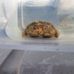 画像1: 《近海産甲殻類》オオタマオウギガニ…ハンドコート採取