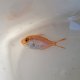 《近海産海水魚》【ウルトラレア個体】キンメダマシの幼魚(1匹)…当店近海採取個体