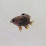 《近海産海水魚》セダカスズメダイの幼魚(画像の個体です)…ハンドコート採取