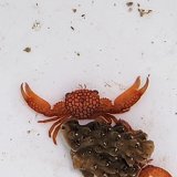 《近海産甲殻類》サンゴガニ(画像の個体です)1匹
