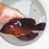 《近海産海水魚》【熊野灘産】ユカタハタ L (Lサイズ箱単独梱包)…当店ハンドコート採取