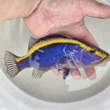 《近海産海水魚》【激レア】☆★☆ルリハタ（画像の個体です）☆★☆…ハンドコート採取