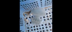 画像1: 《近海産海洋生物》【珍】ビゼンクラゲ（スナイロクラゲ）…当店ハンドコート採取