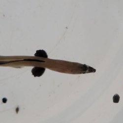 画像2: 《近海産海水魚》ホタテウミヘビ(Mサイズ)…ハンドコート採取