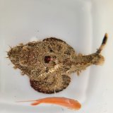 《近海産海水魚》サツマカサゴ（画像の個体です）…ハンドコート採取