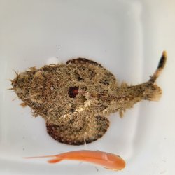 画像1: 《近海産海水魚》サツマカサゴ（画像の個体です）…ハンドコート採取