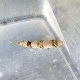 《近海産海水魚》【激レア】センニンフグの幼魚‥ハンドコート採取