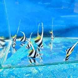 画像3: 《近海産海水魚》ハタタテダイ幼魚（1匹）…当店ハンドコート採取☆★