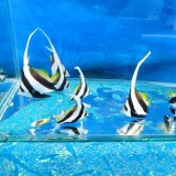 《近海産海水魚》ハタタテダイ幼魚（2匹セット）…当店ハンドコート採取☆★