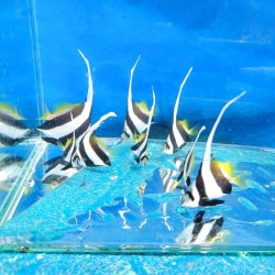 画像2: 《近海産海水魚》ハタタテダイ幼魚（1匹）…当店ハンドコート採取☆★