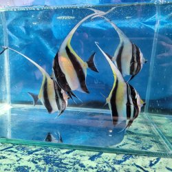 画像1: 《近海産海水魚》ツノダシ（SMサイズ）1匹・・当店ハンドコート採取（特別セール中）