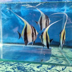 画像2: 《近海産海水魚》ツノダシ（SMサイズ）1匹・・当店ハンドコート採取（特別セール中）