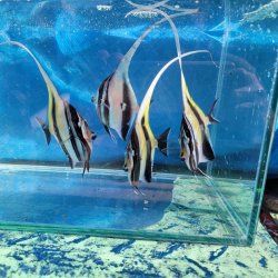 画像4: 《近海産海水魚》ツノダシ（SMサイズ）1匹・・当店ハンドコート採取（特別セール中）