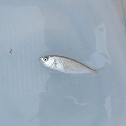 画像2: 《近海産海水魚》【激レア】イケカツオ幼魚（画像の個体です）・・当店ハンドコート採取