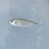 《近海産海水魚》【激レア】イケカツオ幼魚（画像の個体です）・・当店ハンドコート採取