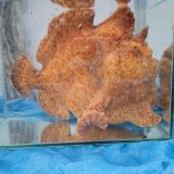 《近海産海水魚》オオモンカエルアンコウ（2Lサイズ）…画像の個体です（特別セール中商品）