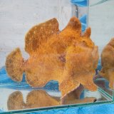 《近海産海水魚》オオモンカエルアンコウ（Lサイズ）…画像の個体です（特別セール中商品）