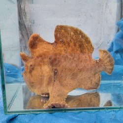 画像5: 《近海産海水魚》オオモンカエルアンコウ（Lサイズ）…画像の個体です（特別セール中商品）