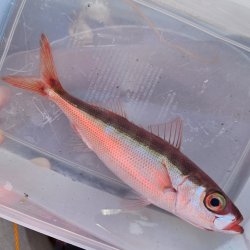 画像1: 《近海産海水魚》ハチビキ（1匹）…ハンドコート採取