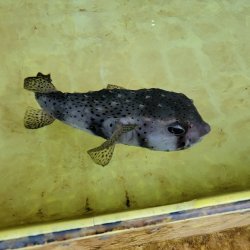 画像2: 《近海産海水魚》☆★イシガキフグ（MLサイズ）…ハンドコート採取‥特別セール中商品（期間限定）