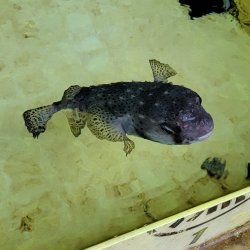 画像3: 《近海産海水魚》☆★イシガキフグ（MLサイズ）…ハンドコート採取‥特別セール中商品（期間限定）