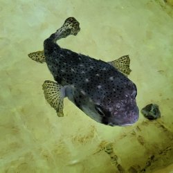 画像4: 《近海産海水魚》☆★イシガキフグ（MLサイズ）…ハンドコート採取‥特別セール中商品（期間限定）