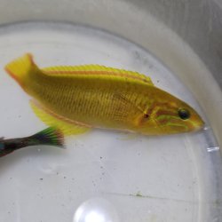 画像1: 《近海産海水魚》ヤマブキベラ‥当店ハンドコート採取