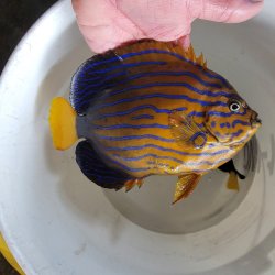 画像4: 《近海産海水魚》☆★☆キンチャクダイ(画像の個体です)…近海ハンドコート採取