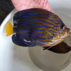 画像2: 《近海産海水魚》☆★☆キンチャクダイ(画像の個体です)…近海ハンドコート採取