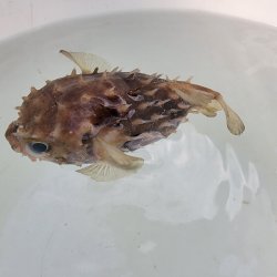 画像1: 《近海産海水魚》☆★メイタイシガキフグ…ハンドコート採取・・特別セール中