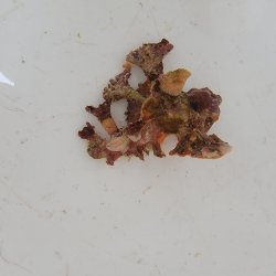 画像1: 《近海産甲殻類》イチョウガイ（銀杏貝）…ハンドコート採取