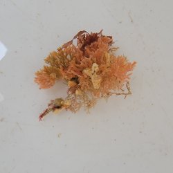 画像2: 《近海産海洋生物》アミコケムシの仲間（画像の個体です）
