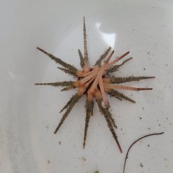 画像1: 《近海産海洋生物類》ノコギリウニ（画像の個体です）…当店ハンドコート採取