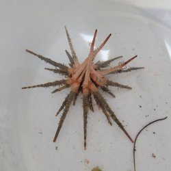 画像2: 《近海産海洋生物類》ノコギリウニ（画像の個体です）…当店ハンドコート採取