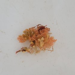 画像1: 《近海産海洋生物》アミコケムシの仲間（画像の個体です）