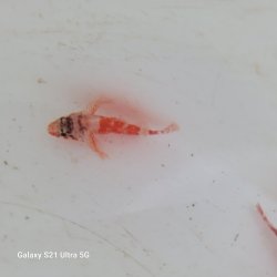 画像2: 《近海産海水魚》イソカサゴ(Sサイズ)…ハンドコート採取