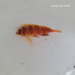 画像1: 《近海産海水魚》オキゴンベ(SSサイズのフリー個体)…当店ハンドコート採取