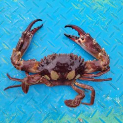 画像1: 《近海産甲殻類》モンツキイシガニ(Lサイズ)…当店ハンドコート採取