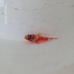 画像3: 《近海産海水魚》イソカサゴ(Sサイズ)…ハンドコート採取