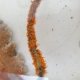 《近海産海洋生物類》ムチカラマツ(10センチカット物)‥オレンジ系