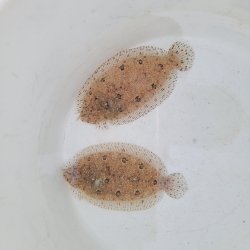 画像2: 《近海産海水魚》セイテンビラメ(画像の個体です)…ハンドコート採取